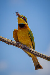 Poster - bee-eater