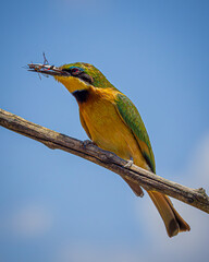 Sticker - bee-eater