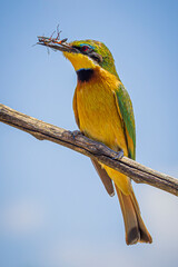 Sticker - bee-eater