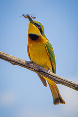 Sticker - bee-eater