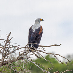 Poster - wildlife in the savannah