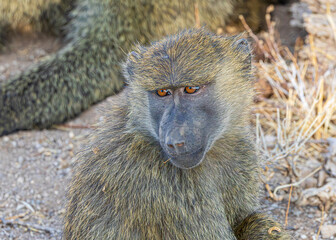 Poster - baboon sitting on the ground