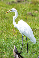 Poster - wildlife in the savannah