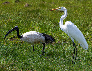 Poster - wildlife in the savannah