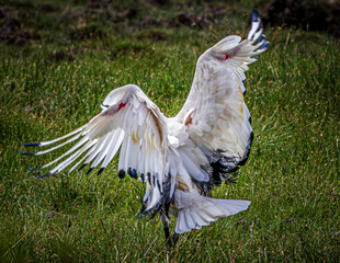 Poster - ibis