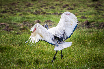 Wall Mural - ibis