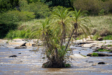 Sticker - river in the forest