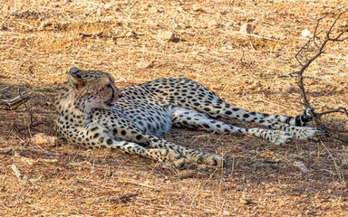 Canvas Print - cheetah