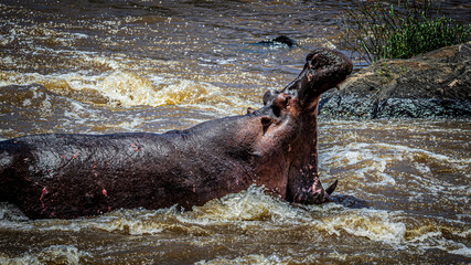 Poster - hippopotamus