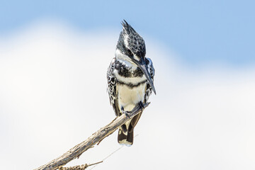 Sticker - bird on a branch