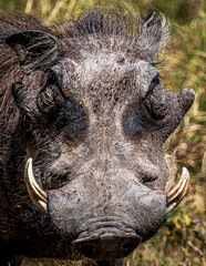 Wall Mural - warthog