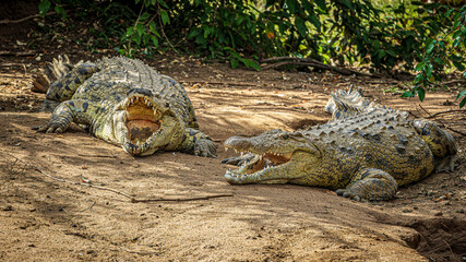 Wall Mural - crocodile in the wild