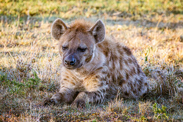 Wall Mural - hyena