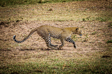 Wall Mural - leopard hunting