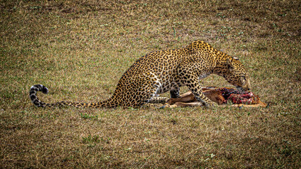 Wall Mural - leopard hunting