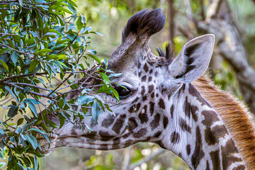 Canvas Print - giraffe