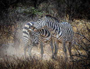 Wall Mural - zebras