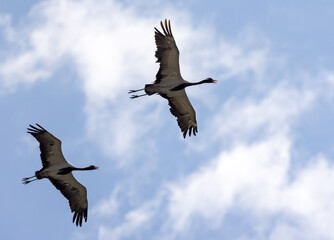 Wall Mural - two cranes flying under clouds