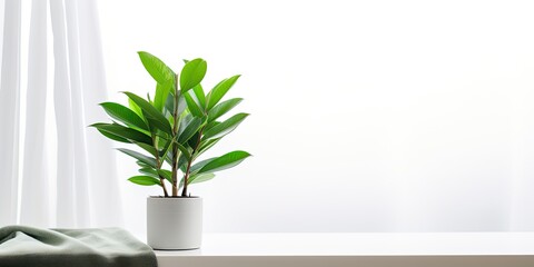 Poster - Indoor houseplant, Zamioculcas, on a table, inside, with a white background and a window curtain. Green home.