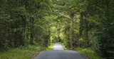 Fototapeta  - Road Crosssing a forest in Denmark