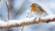 © Dirk - stockphoto, stockphoto, eurasian robin sitting on a snowy branchCopy space available. Wildlife photography. Cold winter time.