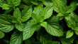 close up view of fresh green peppermint herbal mint leaves plant created with Generative AI Technology