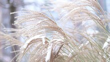 Miscanthus Under The Snow In Winter. Garden Plant. The Panicle Flower Sways In The Wind.