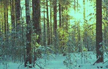 Wall Mural - winter landscape .Winter scene