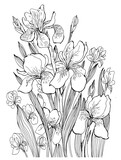 Fototapeta Storczyk - Iris Flowers Contour Drawing Coloring Book