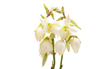 Poster - Yucca flowers isolated