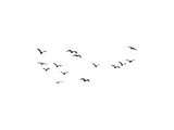 Fototapeta Na sufit - Group of  flying bird make with vector