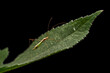 Pentatomidae insects inhabits the leaves of wild plants