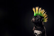 pug dog crested as a punk with bright mohawk on solid dark background. ai generative