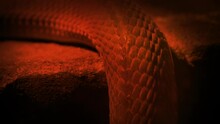 Snake Slithering Up In Firelight
