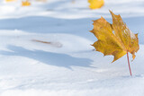 Fototapeta  - zima w parku, suchy liść w złotym kolorze rzucający cień na biały śnieg