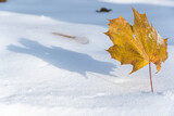 Fototapeta Kuchnia - zima w parku, złoty suchy liść klonu wbity łodyżką w biały, gładki śnieg, rzucający cień