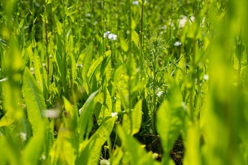 white flower clover flower in a field on a farm