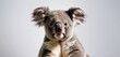  a close up of a koala on a white background with a blurry look on it's face.