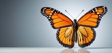  A Large Orange Butterfly Sitting On Top Of A White Table Next To A Black And White Photo Of It's Wings.