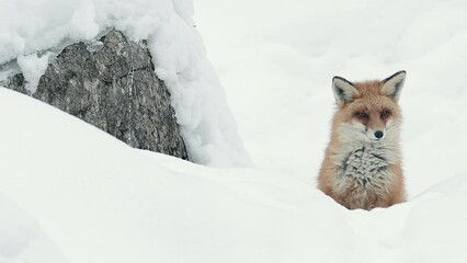 Wall Mural - A red fox on snowing the wild Alps (Vulpes vulpes)