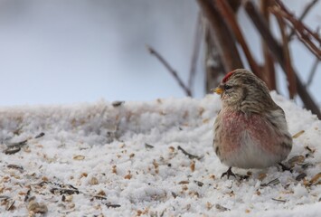 Wall Mural - Gråsisik (Common redpoll)