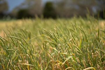 Wall Mural - wheat grain crop in a field in a farm growing in rows. growing a crop in a of wheat seed heads mature ready to harvest. barley plants close up in the outback