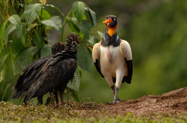 Poster - King vulture in Costa Rica 