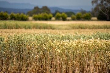 Wall Mural - wheat grain crop in a field in a farm growing in rows. growing a crop in a of wheat seed heads mature ready to harvest. barley plants close up in the outback