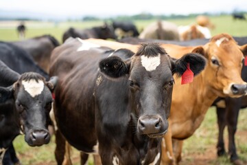 Dairy Cows in a field on a farm in Australia. Beautiful cow close up on agriculture farming land