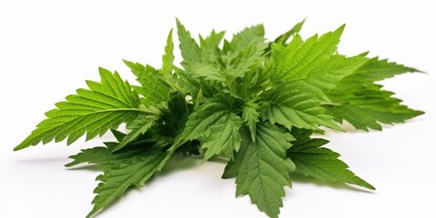 Poster - A bunch of green leaves arranged on a white surface. Can be used as a background or for nature-themed designs