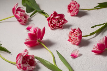 Wall Mural - Beautiful bouquet of pink terry tulips on a light background