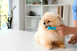 © Pixel-Shot - Veterinarian brushing Pomeranian dog's teeth during dental hygiene procedure in clinic