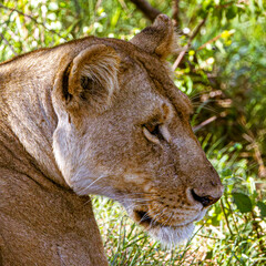 Wall Mural - lion