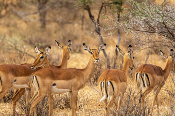 Poster - impala in the savannah